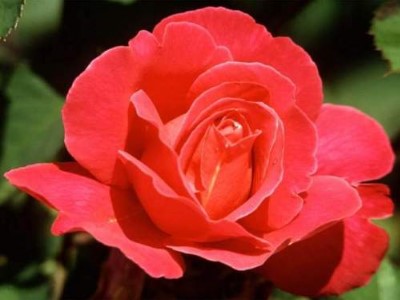 กุหลาบ