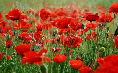 poppy