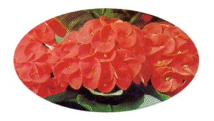 โป๊ยเซียน Crown of Thorns