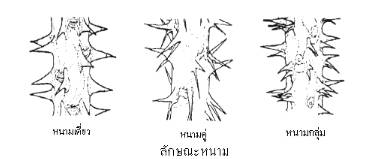 ลักษณะหนาม