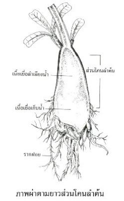 ชวนชม