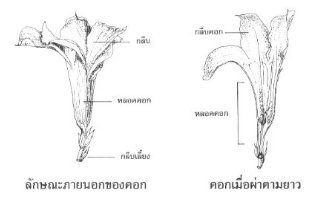 ลักษณะภายในดอก