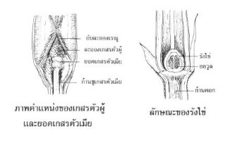 ลักษณะเกสร