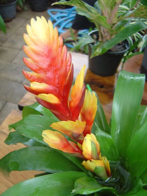 สับปะรดสี