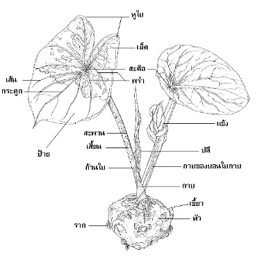 ลักษณะต้นบอนสี