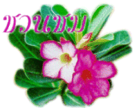 ชวนชม Desert Rose