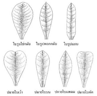 ลักษณะใบ