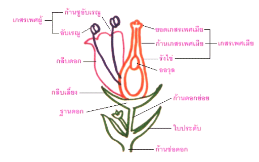 ส่วนประกอบของดอกไม้