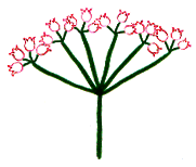 ช่อซี่ร่มเชิงประกอบ compound umbel