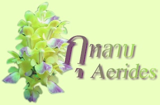 กล้วยไม้สกุลกุหลาบ-AERIDES