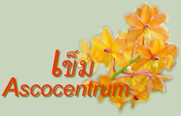 กล้วยไม้สกุลเข็ม-ASCOCENTRUM