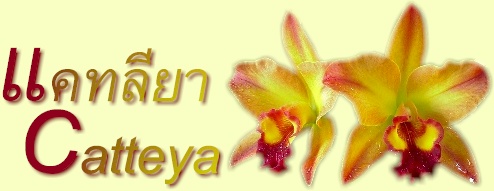 กล้วยไม้สกุลแคทลียา-CATTLEYA