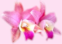 กล้วยไม้สกุลหวาย-DENDROBIUM