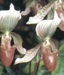 //www.panmai.com/Orchid/Paph/paph_callosum_s.jpg