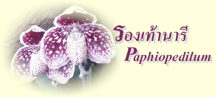 กล้วยไม้สกุลรองเท้านารี-PAPHIOPEDILUM