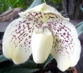 //www.panmai.com/Orchid/Paph/paph_leucochilum_s.jpg