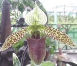 //www.panmai.com/Orchid/Paph/paph_sukhakulii_s.jpg