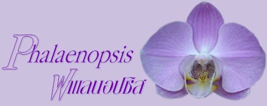 กล้วยไม้สกุลฟาแลนอปซิส-PHALAENOPSIS