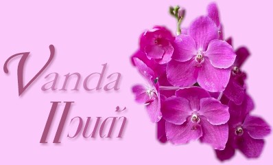 กล้วยไม้สกุลแวนด้า-VANDA