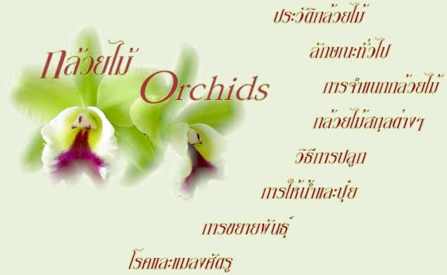 กล้วยไม้ Orchid การปลูกเลี้ยงกล้วยไม้ ไม้ประดับยอดนิยม