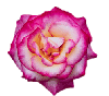 ดอกกุหลาบ ตำนานดอกกุหลาบ วาเลนไทน์
