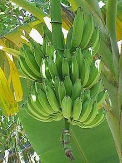 ต้นกล้วย ต้นไม้มงคลประจำวันเกิด
