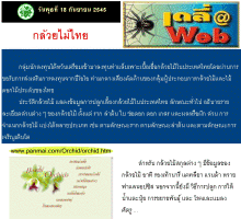 คอลัมน์เดลี่เว็บ หนังสือพิมพ์ไทยรัฐ