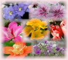 flowers1.jpg
