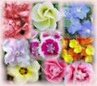 flowers2.jpg
