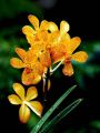 orchid.jpg