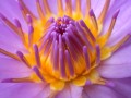 waterlily.jpg