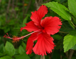 ดอกไม้ประจำชาติอาเซียน - ดอกไม้ประจำชาติมาเลเซีย - ๑๐๘ พรรณไม้ไทย