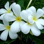 ดอกไม้ประจำชาติลาว