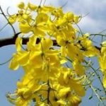 ดอกไม้ประจำชาติไทย