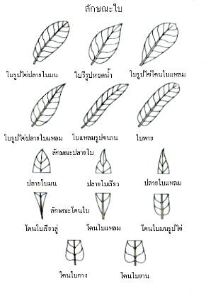 โป๊ยเซียน-ลักษณะโดยทั่วไป