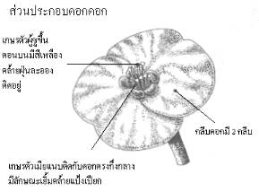 โป๊ยเซียน-ลักษณะโดยทั่วไป