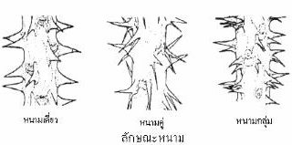 โป๊ยเซียน-ลักษณะโดยทั่วไป