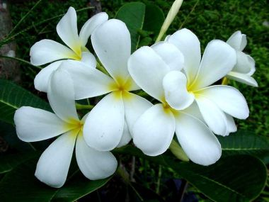 ดอกลั่นทมขาว (จำปาขาว) ดอกไม้ประจำจังหวัดมหาสารคาม