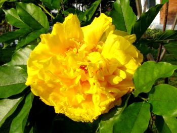 ดอกสุพรรณิการ์ ดอกฝ้ายคำ ดอกไม้ประจำจังหวัดนครนายก บุรีรัมย์ สระบุรี สุพรรณบุรี อุทัยธานี