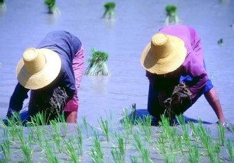 2 กุมภาพันธ์ วันเกษตรแห่งชาติ กับงานเกษตรแฟร์