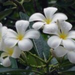 31 พฤษภาคม วันงดสูบบุหรี่โลก กำลังใจให้เลิกบุหรี่ด้วยลีลาวดีสีขาว