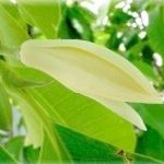 ดอกจำปี