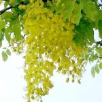 ราชพฤกษ์