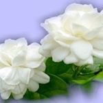 วันแม่...ดอกมะลิดอกไม้สำหรับแม่