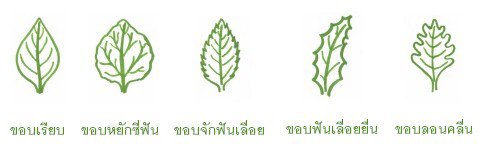 ขอบใบ (leaf margin)