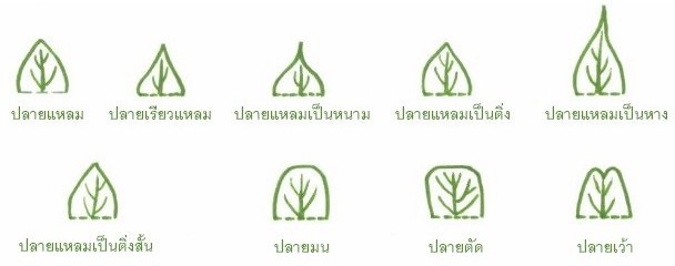 ปลายใบ (leaf apex)