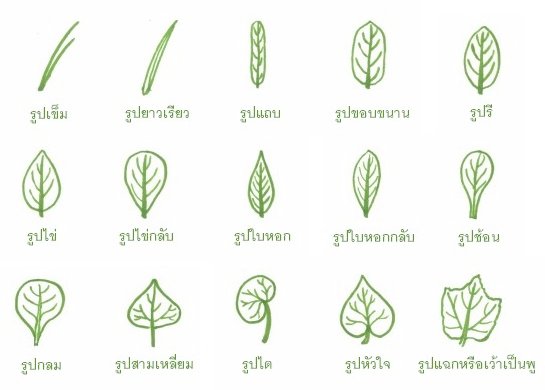 รูปร่างใบ (leaf shape)