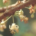 สารภี