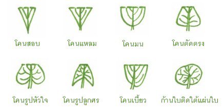 โคนใบ (leaf base)