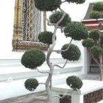 ไม้ขบวน